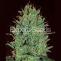 Amnesia Haze Feminized Marijuana Strain by Expert Seeds For Sale Online at Cannabis Seeds Outlet