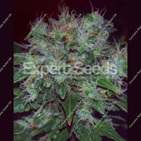 Blue Cheese Auto Feminized Marijuana Strain by Expert Seeds For Sale Online at Cannabis Seeds Outlet