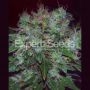 Blue Cheese Auto Feminized Marijuana Strain by Expert Seeds For Sale Online at Cannabis Seeds Outlet