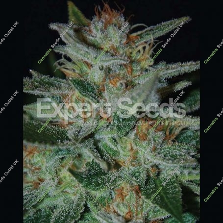 Blue Cheese Feminized Marijuana Strain by Expert Seeds For Sale Online at Cannabis Seeds Outlet