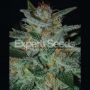 Blue Cheese Feminized Marijuana Strain by Expert Seeds For Sale Online at Cannabis Seeds Outlet