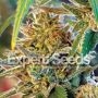 California Orange Feminized Marijuana Strain by Expert Seeds For Sale Online at Cannabis Seeds Outlet