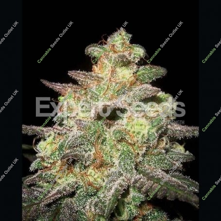 Caramella Auto Feminized Marijuana Strain by Expert Seeds For Sale Online at Cannabis Seeds Outlet