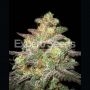 Caramella Auto Feminized Marijuana Strain by Expert Seeds For Sale Online at Cannabis Seeds Outlet