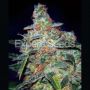 Cheese Automatic Female Expert Cannabis Seeds