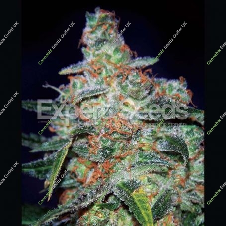 Cheese Automatic Feminized Marijuana Strain by Expert Seeds For Sale Online at Cannabis Seeds Outlet