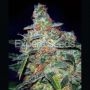Cheese Automatic Feminized Marijuana Strain by Expert Seeds For Sale Online at Cannabis Seeds Outlet