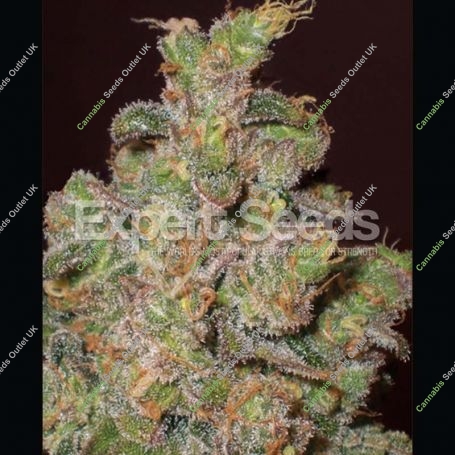 Cheese Feminized Marijuana Strain by Expert Seeds For Sale Online at Cannabis Seeds Outlet