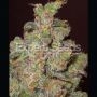 Cheese Feminized Marijuana Strain by Expert Seeds For Sale Online at Cannabis Seeds Outlet