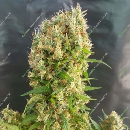 Chemdog Gorilla Feminized Marijuana Strain by Expert Seeds For Sale Online at Cannabis Seeds Outlet