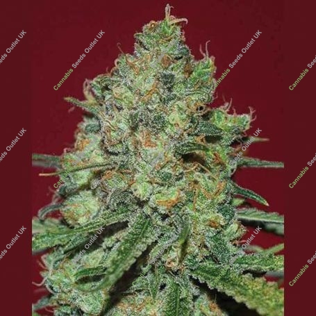 Clinical Marijuana Strain by Expert Seeds For Sale Online at Cannabis Seeds Outlet