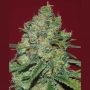 Clinical Marijuana Strain by Expert Seeds For Sale Online at Cannabis Seeds Outlet