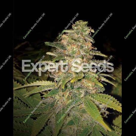 Critical Blue Auto Feminized Marijuana Strain by Expert Seeds For Sale Online at Cannabis Seeds Outlet