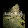 Critical Blue Auto Feminized Marijuana Strain by Expert Seeds For Sale Online at Cannabis Seeds Outlet