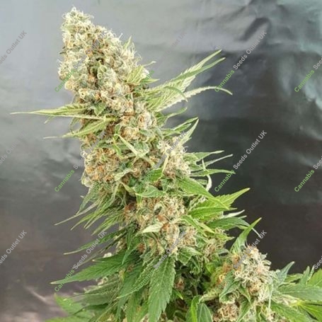 Critical Gorilla Feminized Marijuana Strain by Expert Seeds For Sale Online at Cannabis Seeds Outlet
