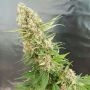Critical Gorilla Feminized Marijuana Strain by Expert Seeds For Sale Online at Cannabis Seeds Outlet