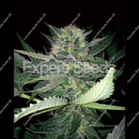 Critical Lights Feminized Marijuana Strain by Expert Seeds For Sale Online at Cannabis Seeds Outlet