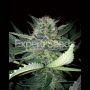 Critical Lights Feminized Marijuana Strain by Expert Seeds For Sale Online at Cannabis Seeds Outlet