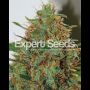 Haze Female Expert Cannabis Weed Seeds