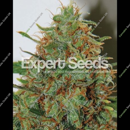 Haze Feminized Marijuana Strain by Expert Seeds For Sale Online at Cannabis Seeds Outlet