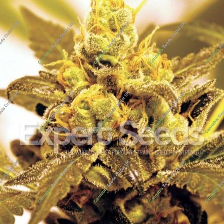 Fruit Salad Feminized Marijuana Strain by Expert Seeds For Sale Online at Cannabis Seeds Outlet
