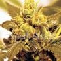 Fruit Salad Feminized Marijuana Strain by Expert Seeds For Sale Online at Cannabis Seeds Outlet