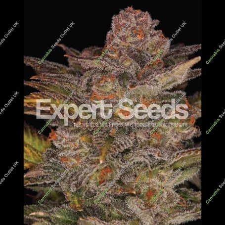 Glueberry Auto Feminized Marijuana Strain by Expert Seeds For Sale Online at Cannabis Seeds Outlet