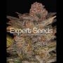 Glueberry Auto Feminized Marijuana Strain by Expert Seeds For Sale Online at Cannabis Seeds Outlet