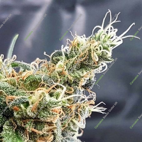 Glueberry Feminized Marijuana Strain by Expert Seeds For Sale Online at Cannabis Seeds Outlet