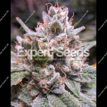 Gorilla Auto Feminized Marijuana Strain by Expert Seeds For Sale Online at Cannabis Seeds Outlet