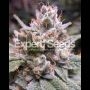 Gorilla Auto Feminized Marijuana Strain by Expert Seeds For Sale Online at Cannabis Seeds Outlet