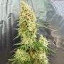 Gorilla Banana Feminized Marijuana Strain by Expert Seeds For Sale Online at Cannabis Seeds Outlet