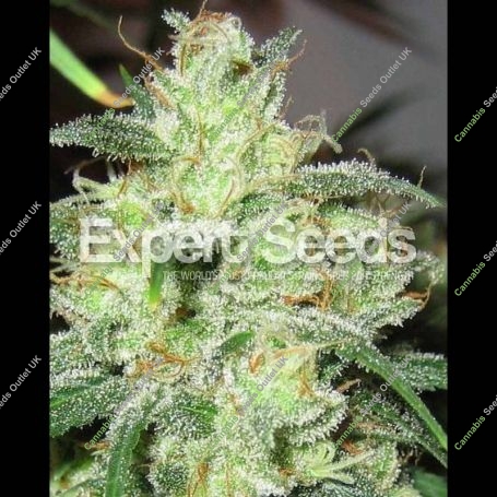 Gorilla Cheese Feminized Marijuana Strain by Expert Seeds For Sale Online at Cannabis Seeds Outlet