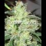 Gorilla Cheese Feminized Marijuana Strain by Expert Seeds For Sale Online at Cannabis Seeds Outlet