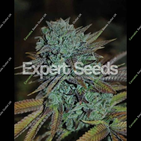 Gorilla Feminized Marijuana Strain by Expert Seeds For Sale Online at Cannabis Seeds Outlet