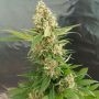 Gorilla Ice Cream Feminized Marijuana Strain by Expert Seeds For Sale Online at Cannabis Seeds Outlet