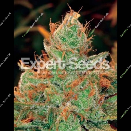 Gorilla Lilly Feminized Marijuana Strain by Expert Seeds For Sale Online at Cannabis Seeds Outlet