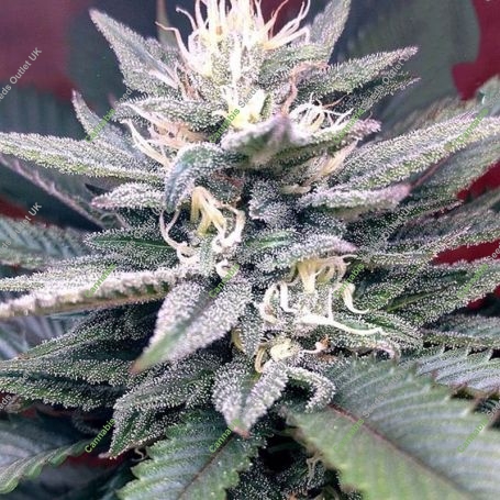 Gorilla SFV OG Feminized Marijuana Strain by Expert Seeds For Sale Online at Cannabis Seeds Outlet