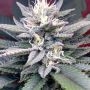 Gorilla SFV OG Feminized Marijuana Strain by Expert Seeds For Sale Online at Cannabis Seeds Outlet