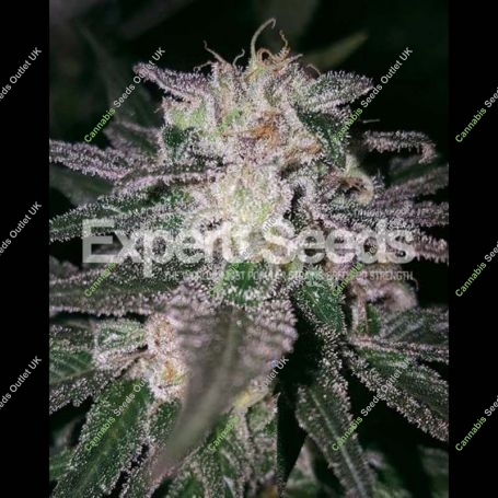 Gorilla x Cookies Feminized Marijuana Strain by Expert Seeds For Sale Online at Cannabis Seeds Outlet