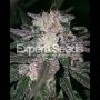 Gorilla x Cookies Feminized Marijuana Strain by Expert Seeds For Sale Online at Cannabis Seeds Outlet