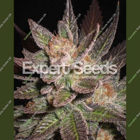 Lavender Feminized Marijuana Strain by Expert Seeds For Sale Online at Cannabis Seeds Outlet