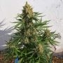 Lemon Haze Auto Feminized Marijuana Strain by Expert Seeds For Sale Online at Cannabis Seeds Outlet