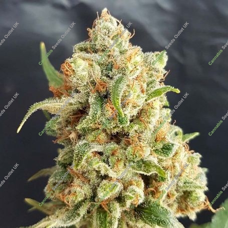 New York Diesel Auto Feminized Marijuana Strain by Expert Seeds For Sale Online at Cannabis Seeds Outlet