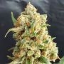 New York Diesel Auto Feminized Marijuana Strain by Expert Seeds For Sale Online at Cannabis Seeds Outlet
