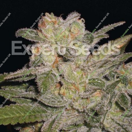 Northern Lights Auto Feminized Marijuana Strain by Expert Seeds For Sale Online at Cannabis Seeds Outlet