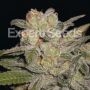 Northern Lights Auto Feminized Marijuana Strain by Expert Seeds For Sale Online at Cannabis Seeds Outlet