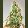 Northern Lights Female Expert Cannabis Seeds