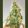 Nurse Lilly CBD Feminized Marijuana Strain by Expert Seeds For Sale Online at Cannabis Seeds Outlet