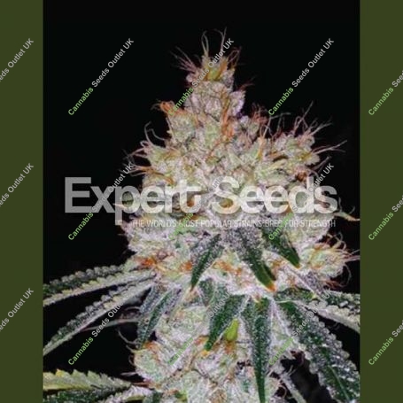 OGesus Auto Feminized Marijuana Strain by Expert Seeds For Sale Online at Cannabis Seeds Outlet